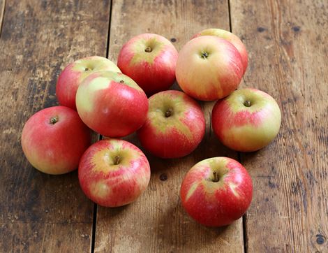 english discovery apples