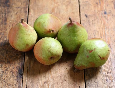 ercolina pears