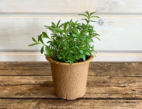 winter savory plant organic blooms