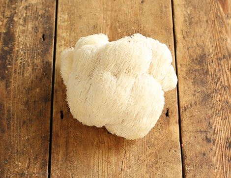 Lion's Mane Mushroom Growing Kit, Organic, GroCycle