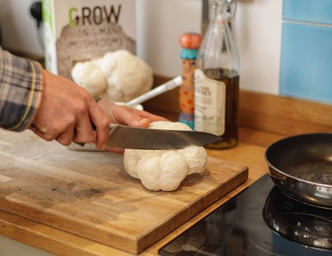 Lion's Mane Mushroom Growing Kit, Organic, GroCycle