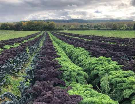 Mixed Kale, Organic (300g)