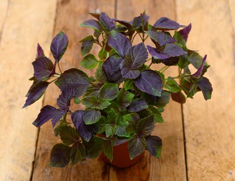 thai basil plant