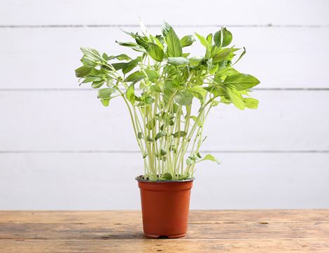 Thai Basil Plant, Organic