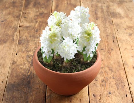 British Scented White Hyacinth Gift Planter, Organic, Organic Blooms (5-6 bulbs)