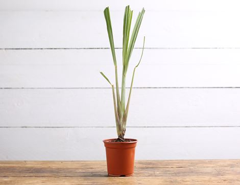 lemongrass plant