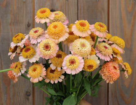 Zinnia Seeds, Zinderella Peach, Organic, Vital Seeds