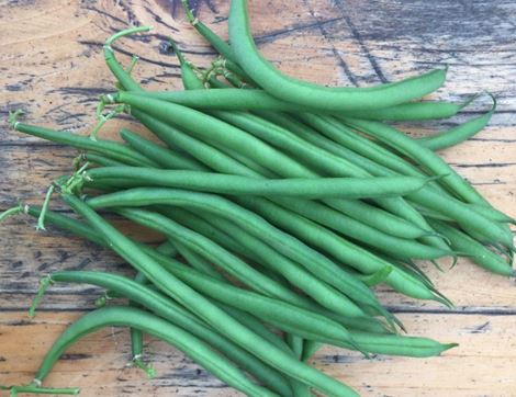 Dwarf French Bean Seeds, Faraday, Organic, Vital Seeds