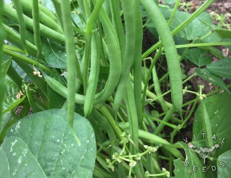 Dwarf French Bean Seeds, Faraday, Organic, Vital Seeds