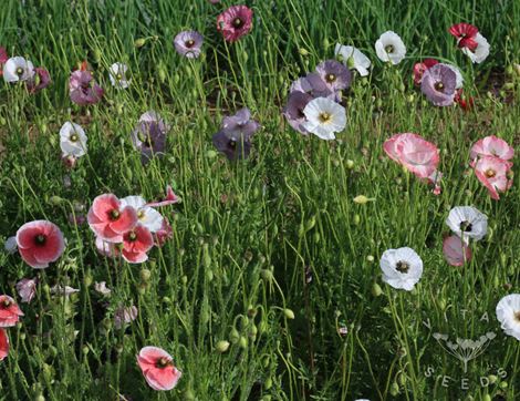 Poppy Seeds, Angels Choir, Organic, Vital Seeds