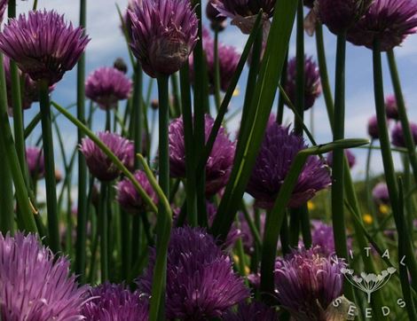 Common Chive Seeds, Organic, Vital Seeds