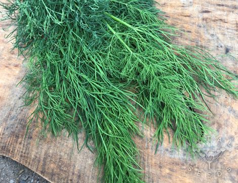 Dill Seeds, Organic, Vital Seeds