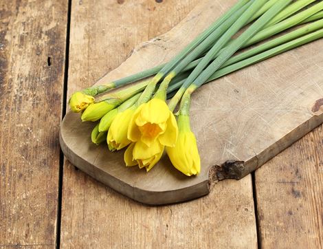 Daffodil Bunch, Organic (10 stems)