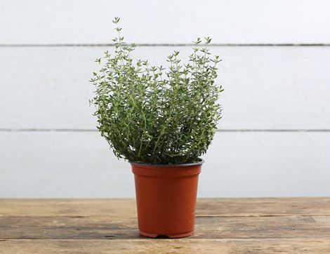 Thyme Plant, Organic