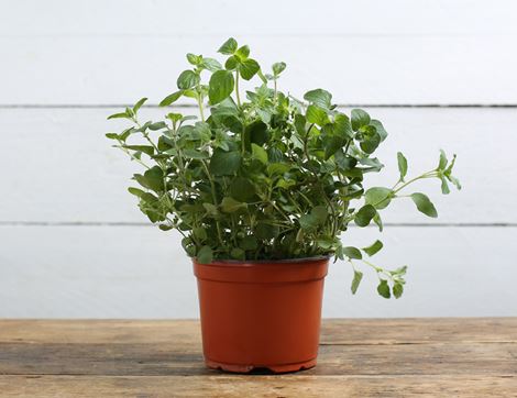 Oregano Plant, Organic