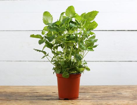 Lemon Balm Plant, Organic