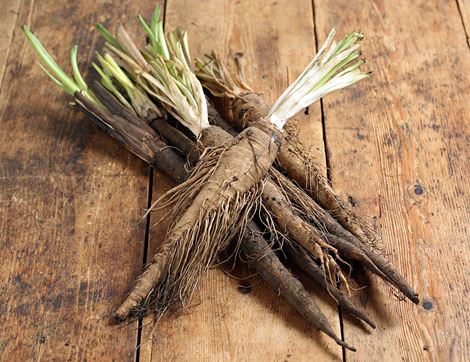 english salsify