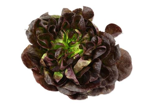 Lettuce, Red Salanova (1 head)