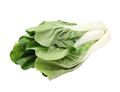 Bok Choi