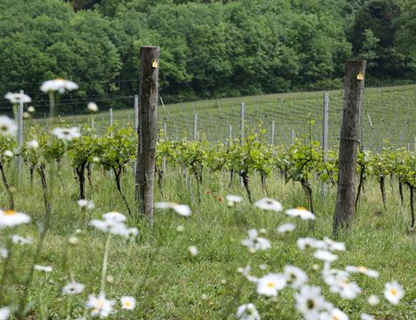 Albury Estate Blanc de Blancs, 2015, Organic (75cl)