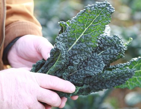 Cavolo Nero, Organic (300g) 