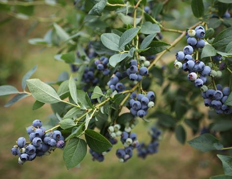 Blueberries, Organic (125g)