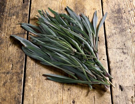 Sea aster deals