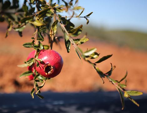 Pomegranate, Organic (each)