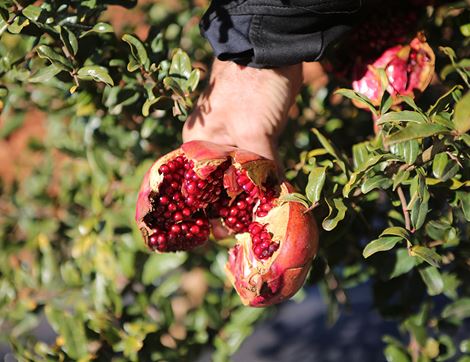 Pomegranate, Organic (each)