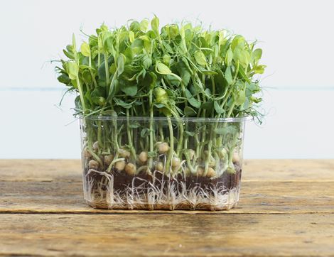 Micro Snow Pea Shoots, Organic (200g)