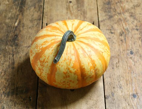 Blaze Squash, Organic