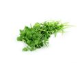 Coriander