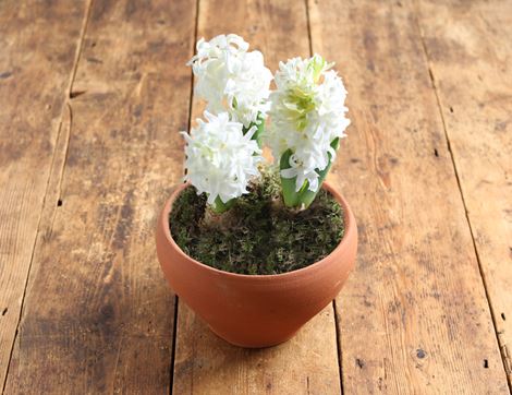 white hyacinth planter gift organic blooms