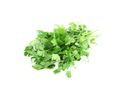 Flat Leaf Parsley